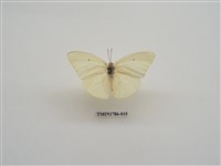 藏品(南非蝴蝶(二))的圖片